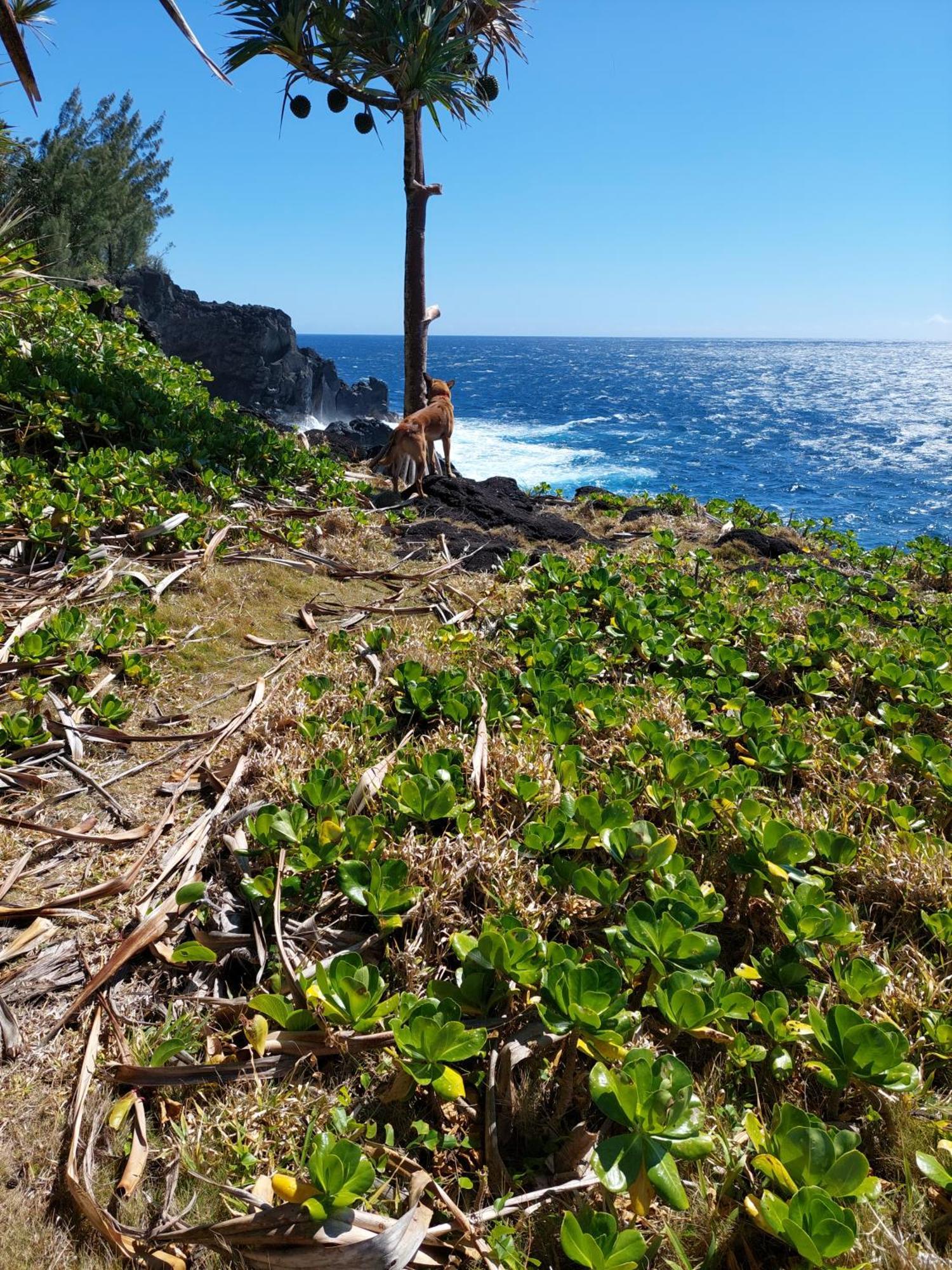 Vila L Eden De L Est Sainte-Rose Exteriér fotografie